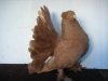 Recessive Yellow Cock 2006 bird. Indian Fantail