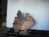 Yellow Indian Fantail Hen 2006 Bird