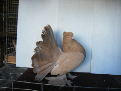 Yellow Indian Fantail Hen 2006 Bird